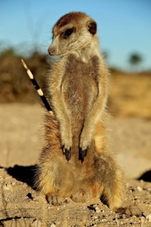 Meerkats