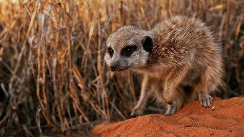 Meerkats