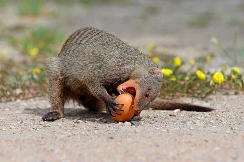 Zebra mongoose
