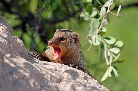 Zebra mongoose