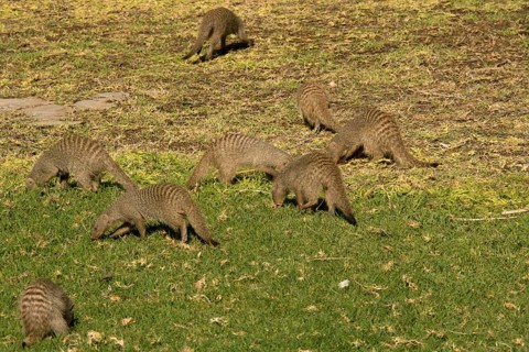 Zebra mongoose