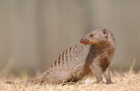 Zebra mongoose