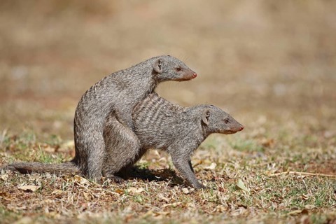 Banded Mongoose
