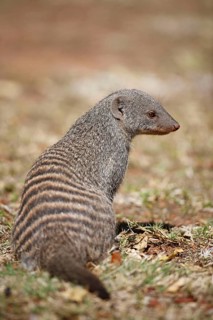 Banded mongoose