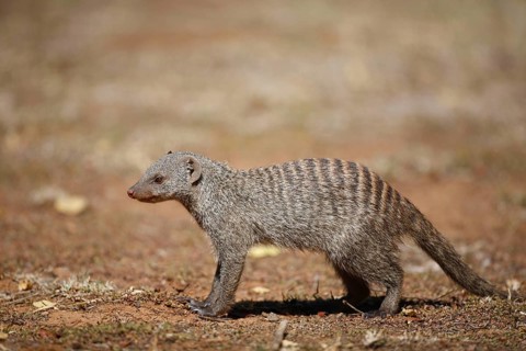 Banded mongoose