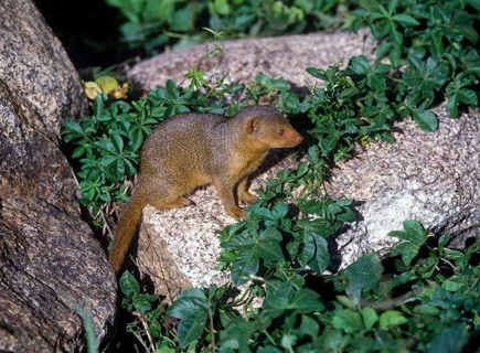Dwarf gichneumon