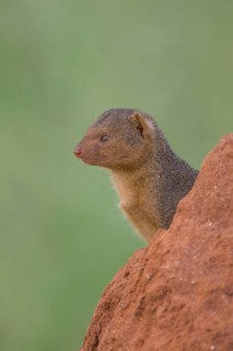 Dwarf gichneumon