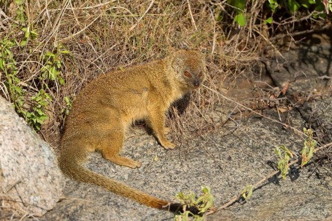 Slender slender mongoose