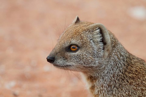 Yellow yellow mongoose