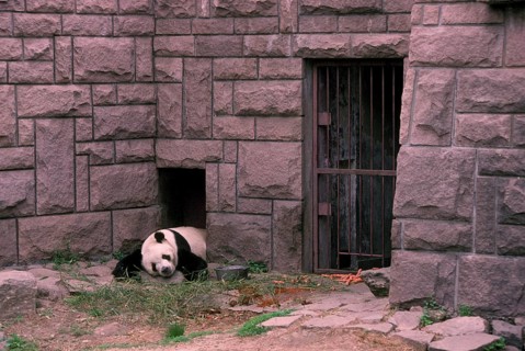 Giant panda