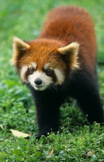 Red Panda
