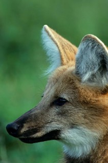 Maned wolf