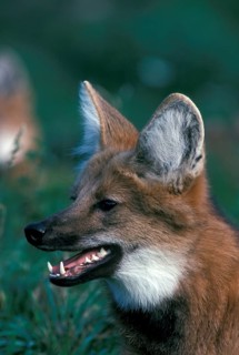 Maned wolf