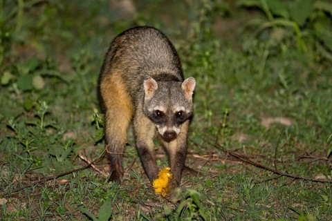 Crab-eating raccoon