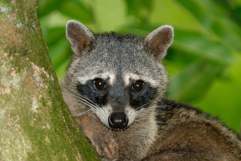 Crab-eating Raccoon