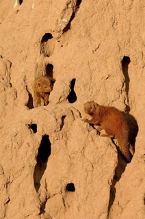 Southern Dwarf Mongoose