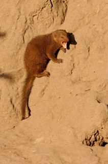 Southern Dwarf Mongoose