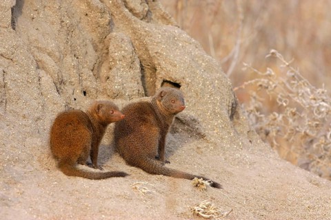 Southern Dwarf Mongoose
