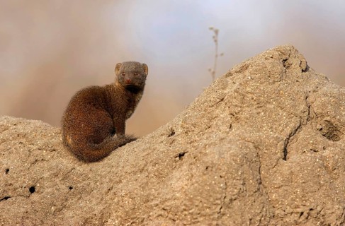 Southern Dwarf Mongoose
