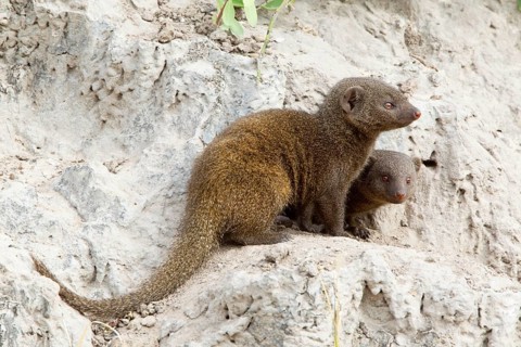 Southern Dwarf Mongoose
