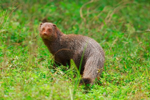 Ruddy Mongoose
