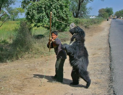 Ursus ursinus