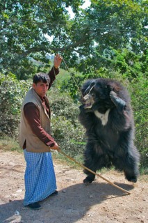 Ursus ursinus