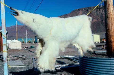 polar bear