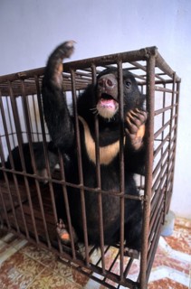 Asiatic black bear