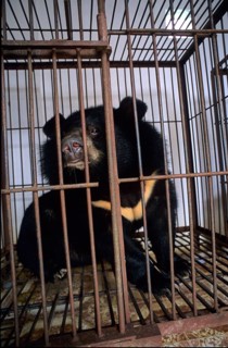 Asiatic black bear