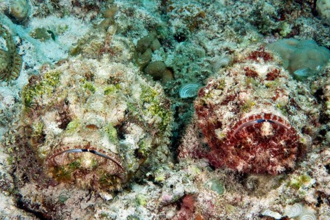 Stonefish