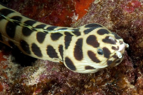 Spotted Snake Eel