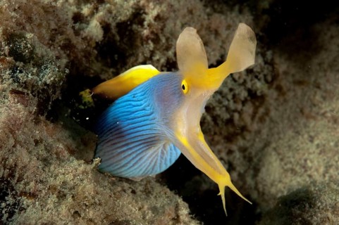 Female ribbon eel