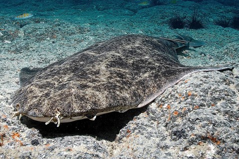 Angel Shark
