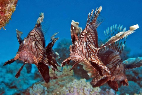 Pacific red lionfish