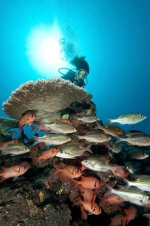 Reef scene with diver and coral fish