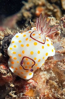 Nudibranch