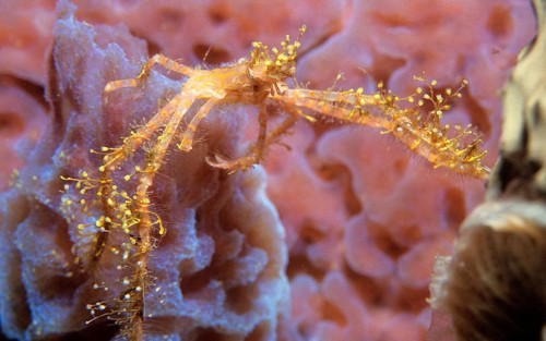 Spider Crab