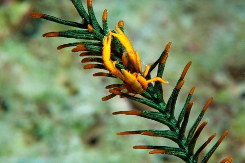 Feather Star Shrimp