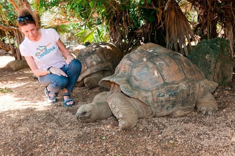 Aldabra giant tortoise