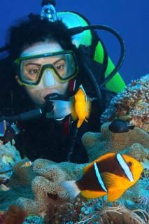 Clark's anemonefish