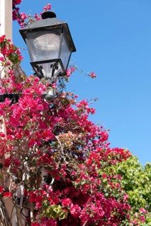 Bougainvillea