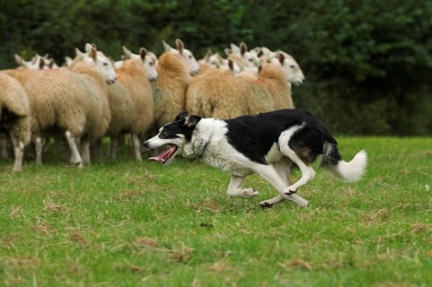 Border collie herding flock of sheep