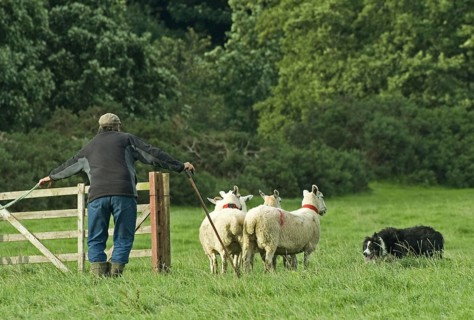Shepherd with Border Collie