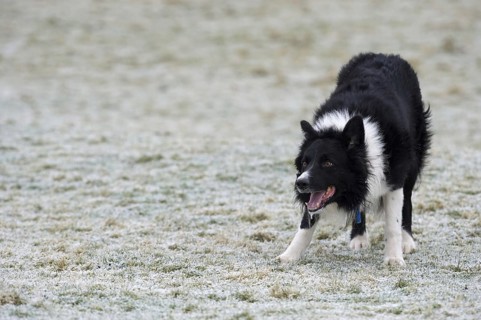 Domestic dog