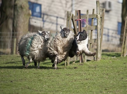 Border collie drives domestic sheep