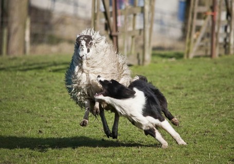 Border collie drives domestic sheep