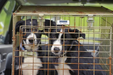 Domestic dog