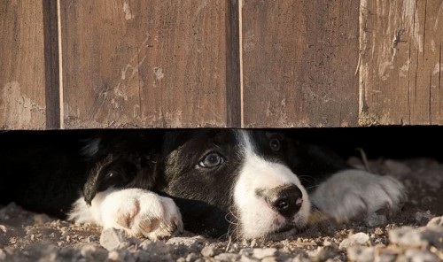 Border collie