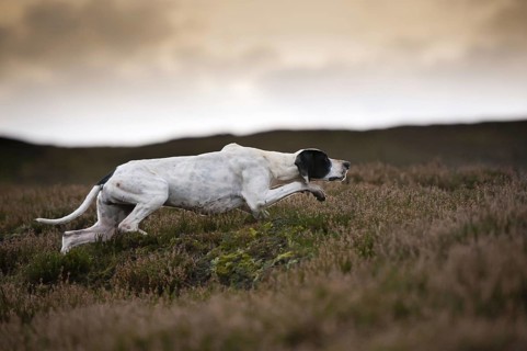 English Pointer protrudes